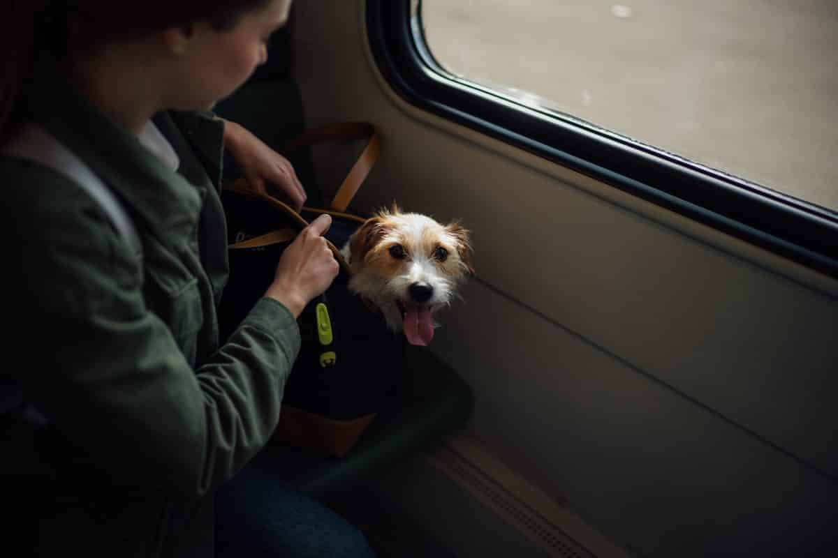 Dit heb jij nodig als jij op reis gaat met huisdieren